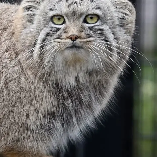 バイオ・トピア・ダンケルクのアーロンの写真