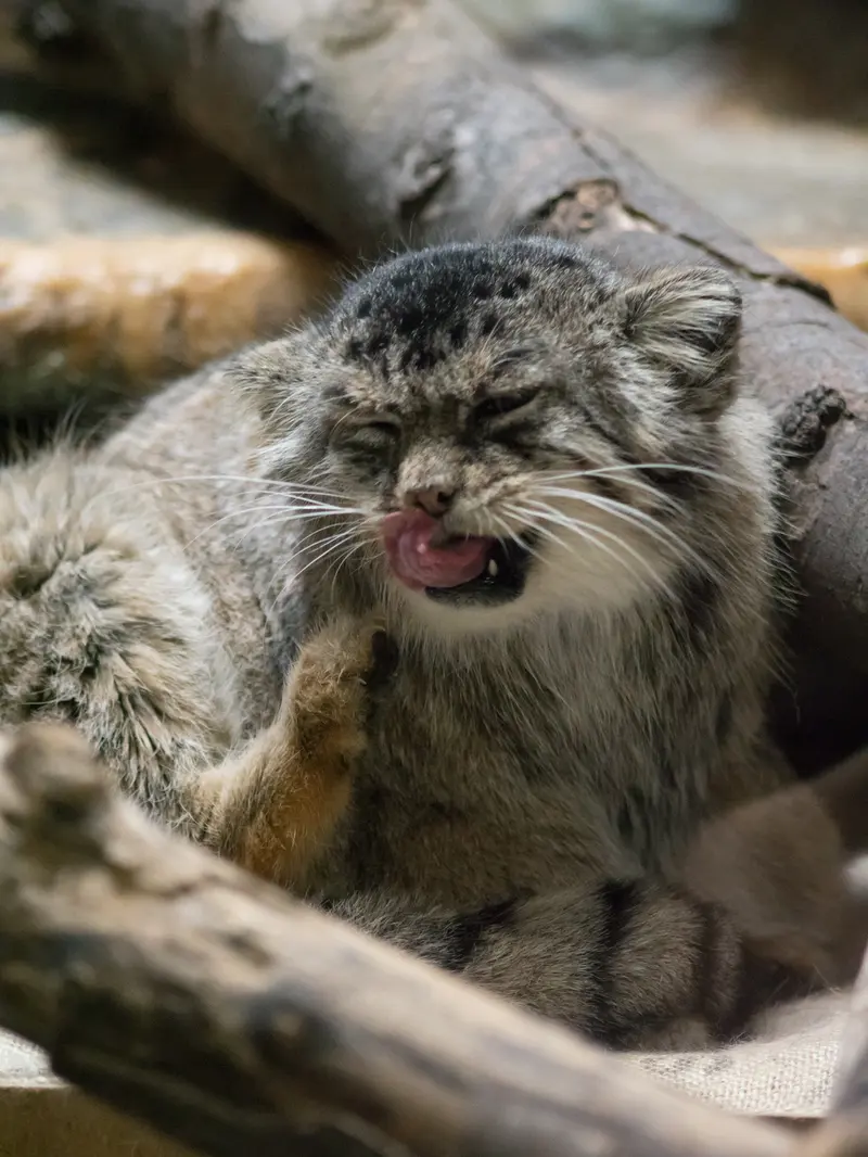 恩賜上野動物園のプリームラの写真