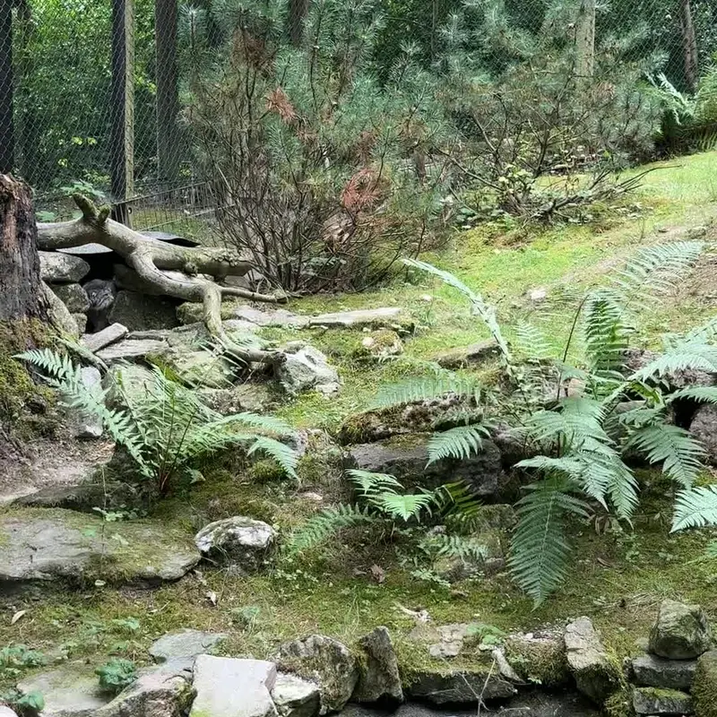 オペル動物園のマヌルネコの写真