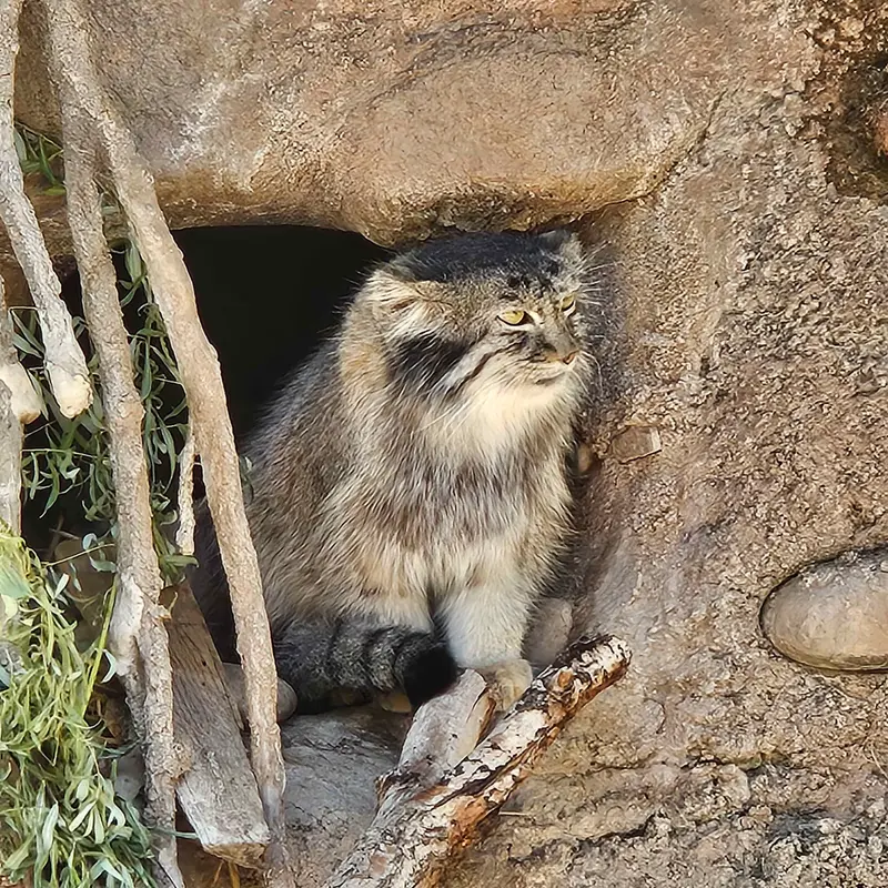 ユタズ・ホグル動物園のオルダの写真