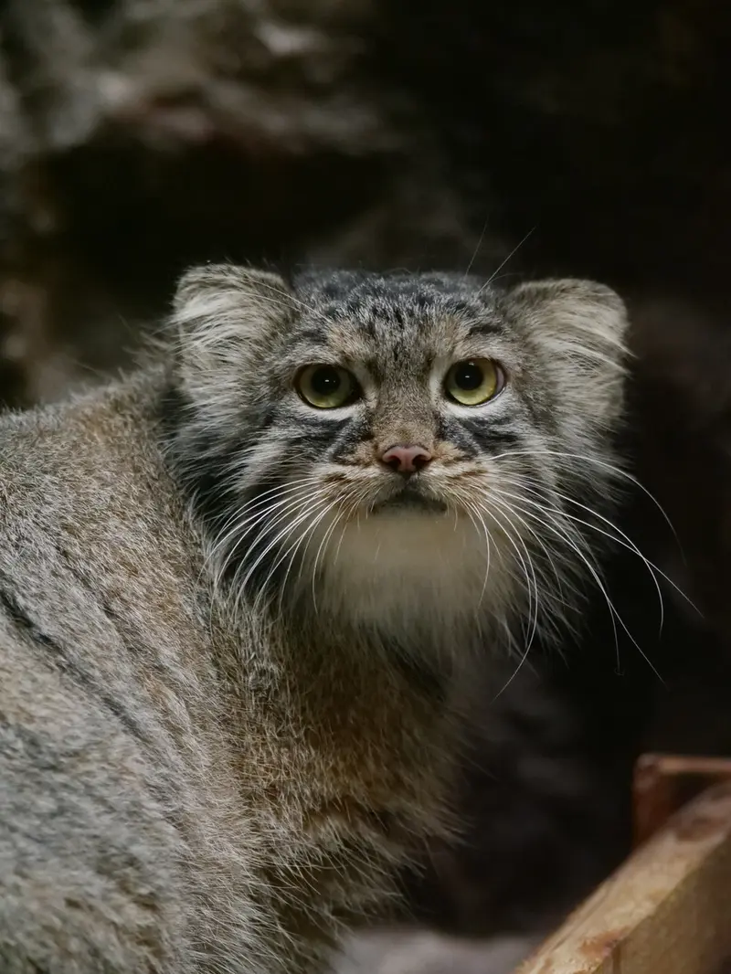 恩賜上野動物園のサフランの写真