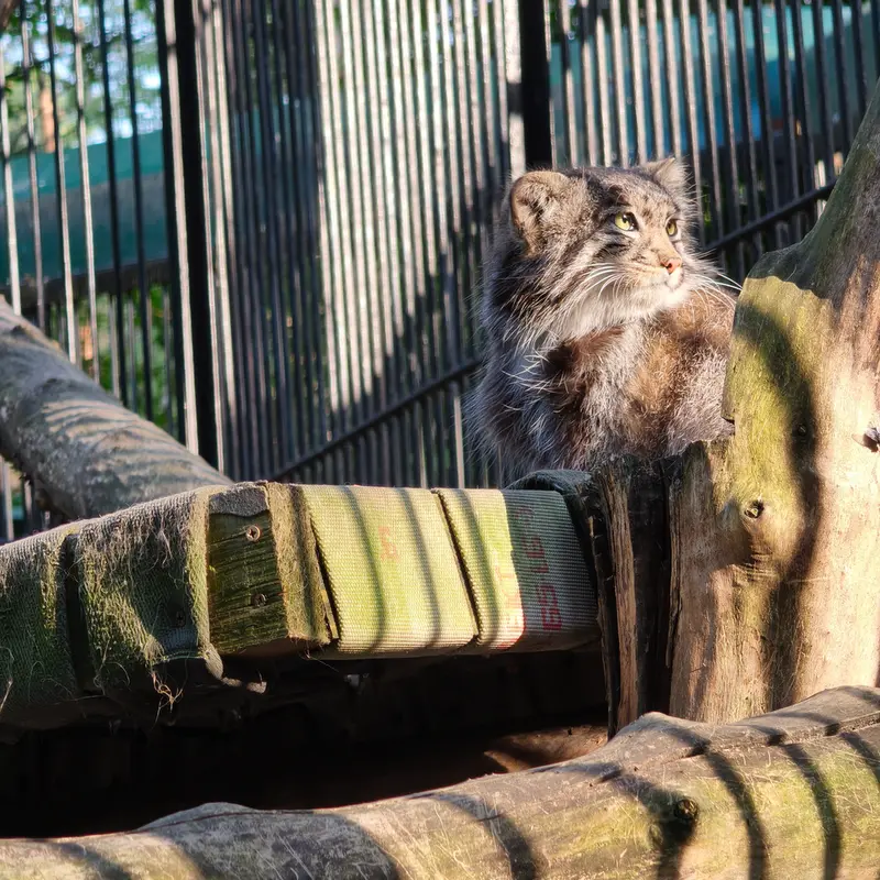ノヴォシビルスク動物園のグレイの写真