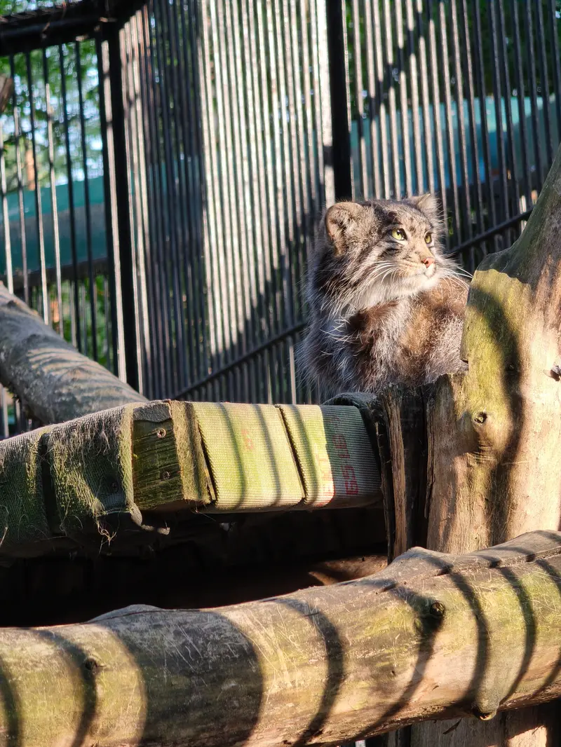 ノヴォシビルスク動物園のグレイの写真