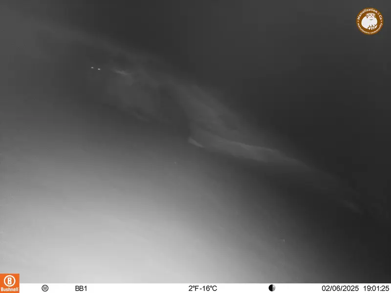 アクタス＝クンコラ［新］カメラトラップで撮影したOtocolobus manul manulの写真