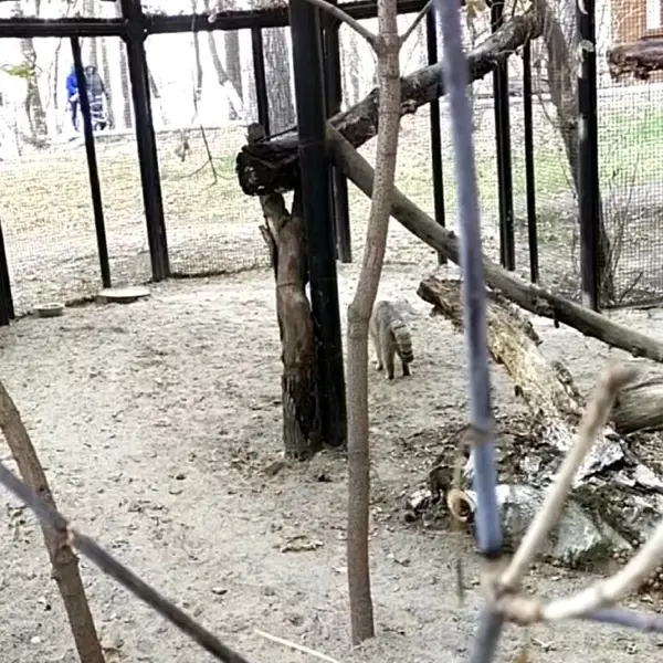 ノヴォシビルスク動物園のマヌルネコの写真