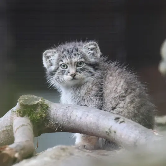 グダニスク動物園のザヤの写真