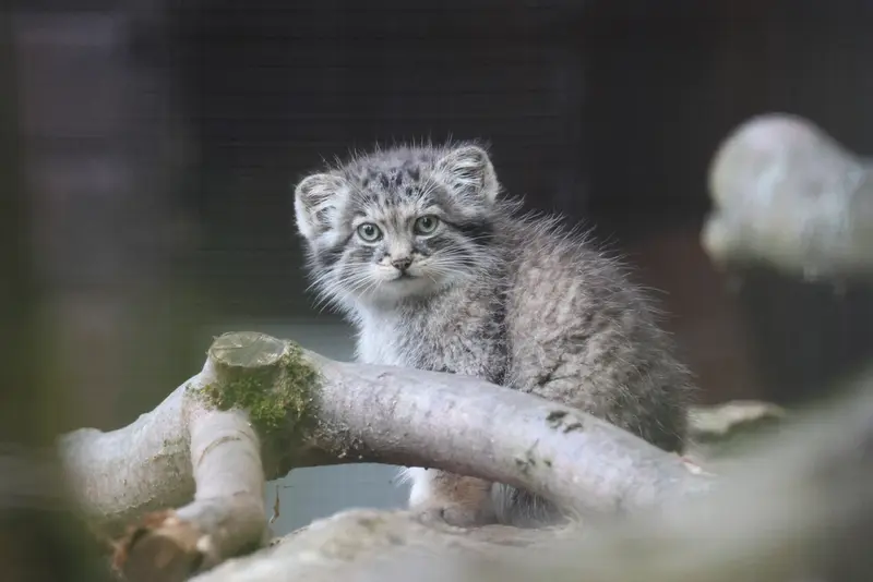 グダニスク動物園のザヤの写真