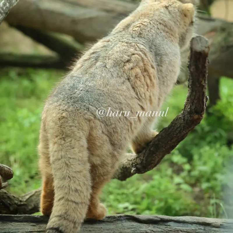 那須どうぶつ王国のボルの写真