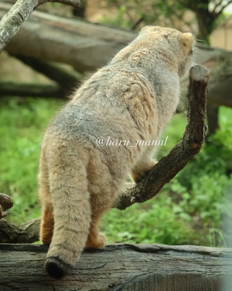 那須どうぶつ王国のボルの写真