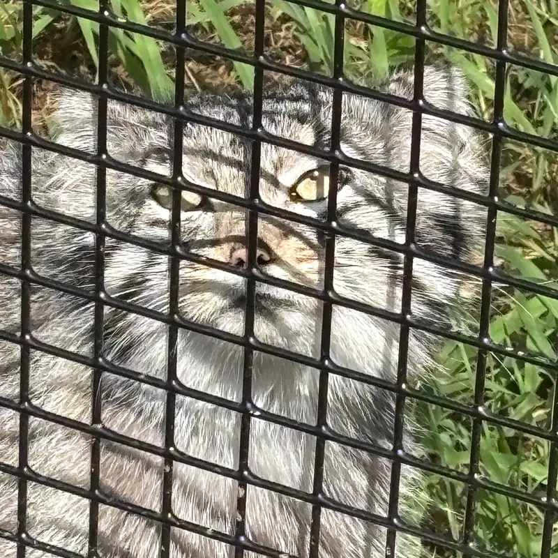 エルムウッド・パーク動物園のレザの写真