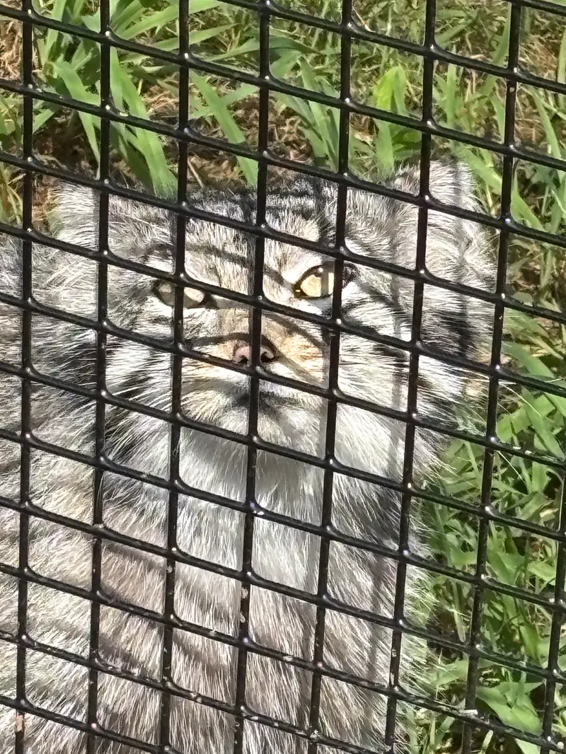 エルムウッド・パーク動物園のレザの写真