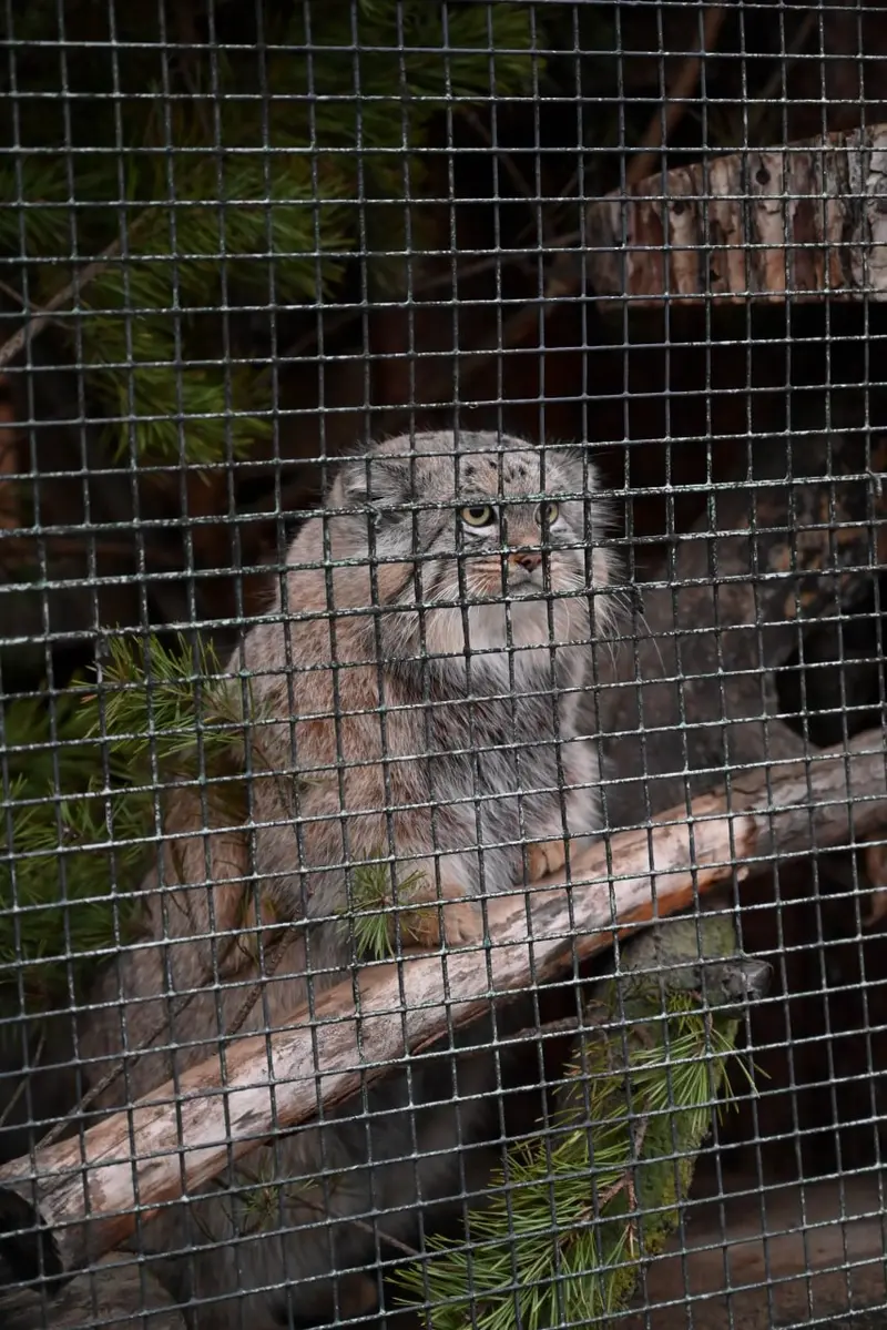 レニングラード動物園のシューの写真
