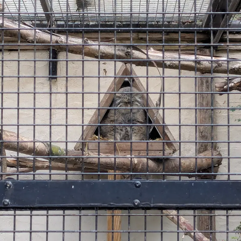 リール動物園のポンポネットの写真