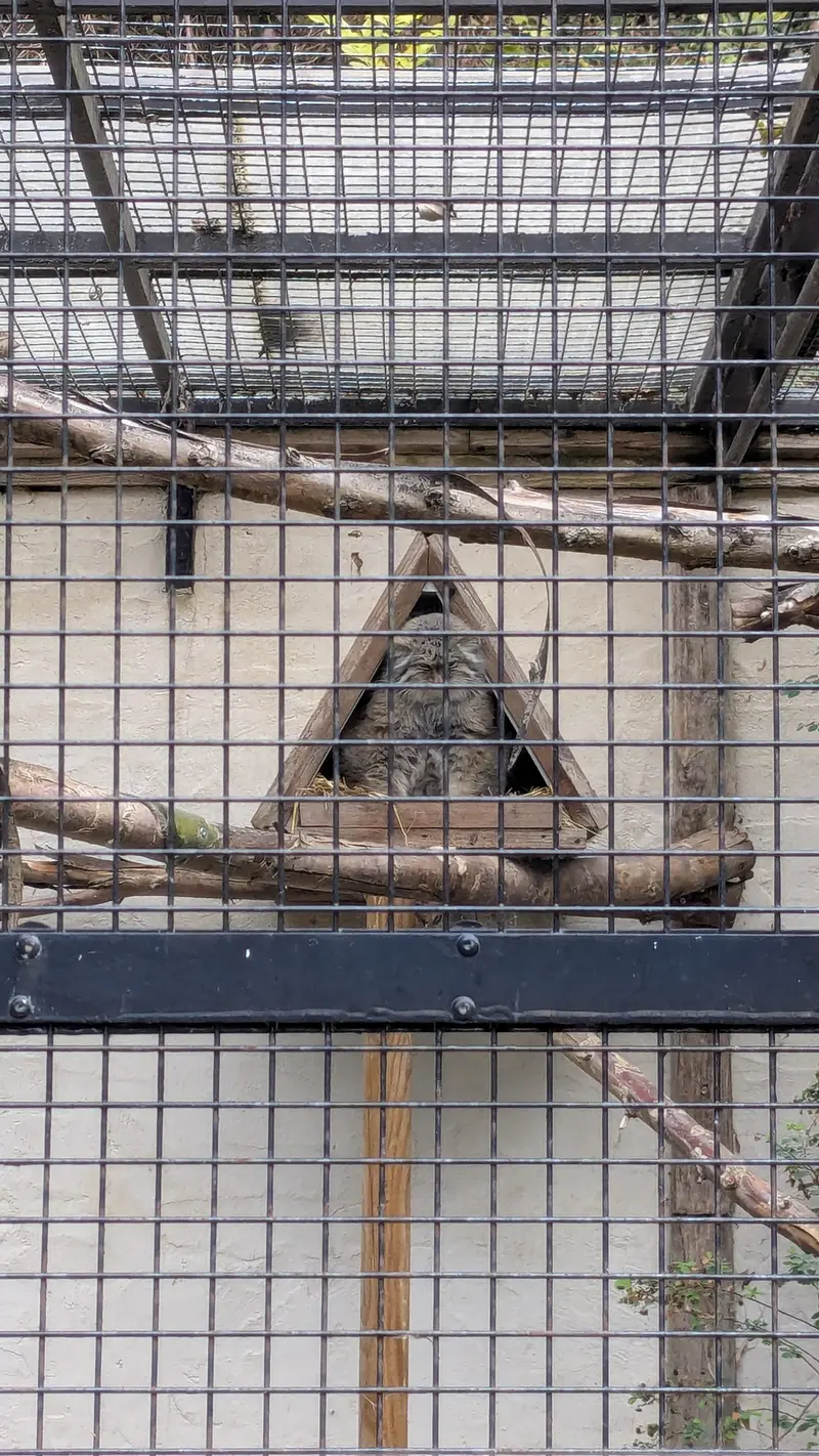 リール動物園のポンポネットの写真