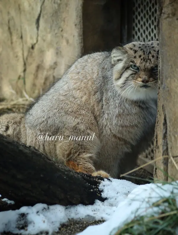 那須どうぶつ王国のボルの写真
