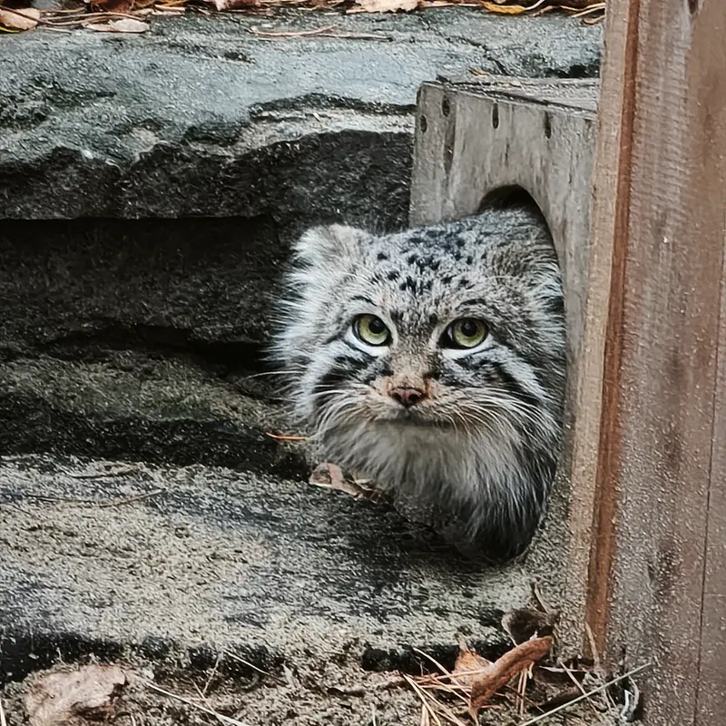 ノヴォシビルスク動物園のルフの写真
