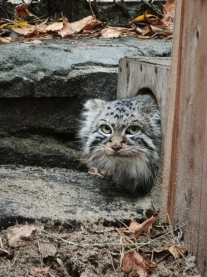 ノヴォシビルスク動物園のルフの写真