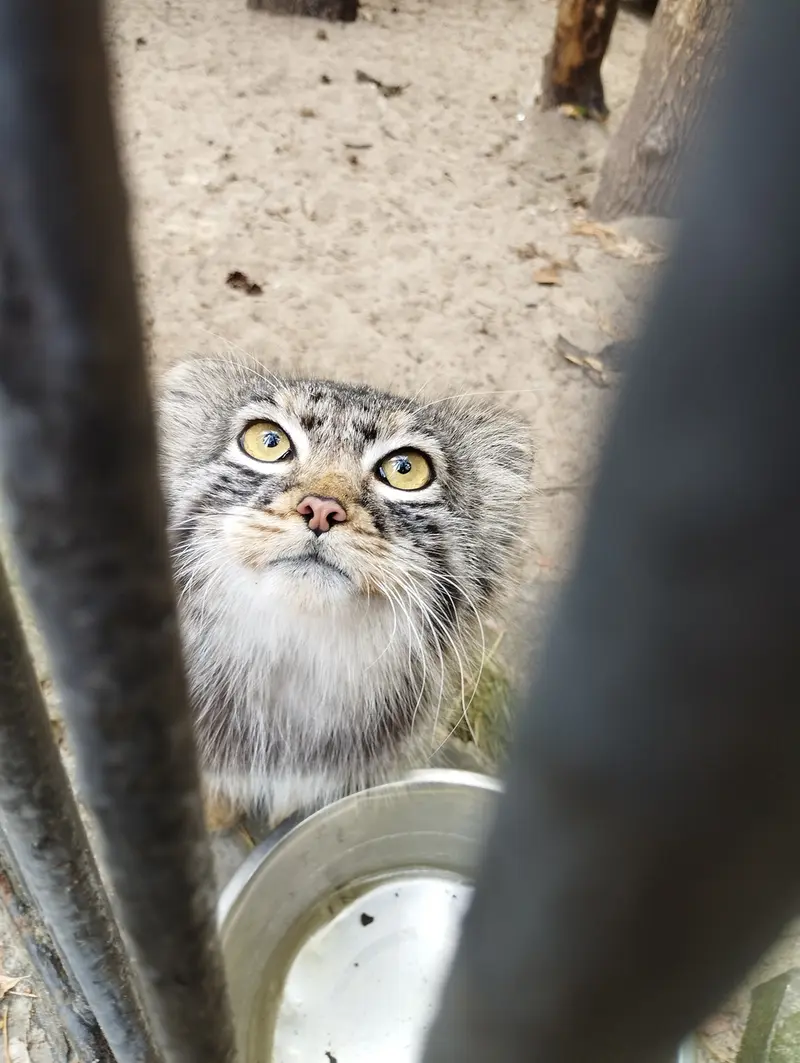 ノヴォシビルスク動物園のマヌルネコの写真