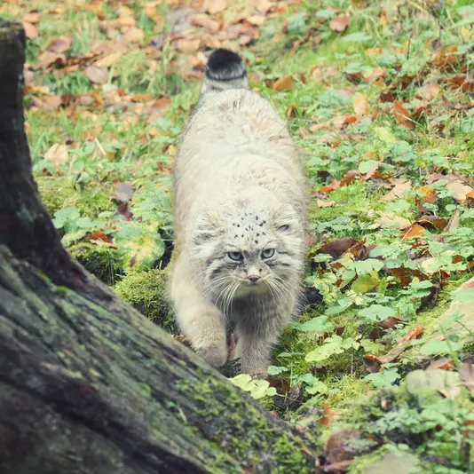 オペル動物園のフェイの写真