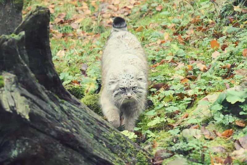 オペル動物園のフェイの写真