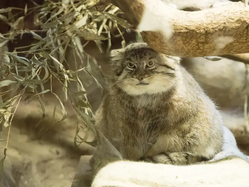 恩賜上野動物園のプリームラの写真