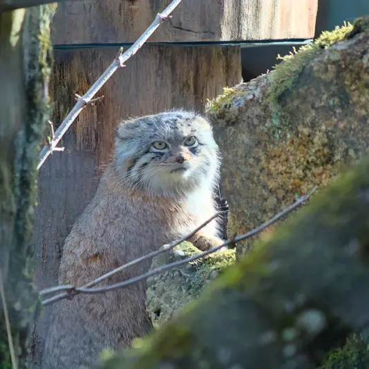 ヘラブルン動物園のプルシの写真