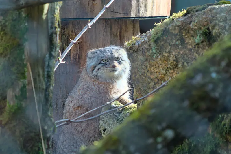 ヘラブルン動物園のプルシの写真