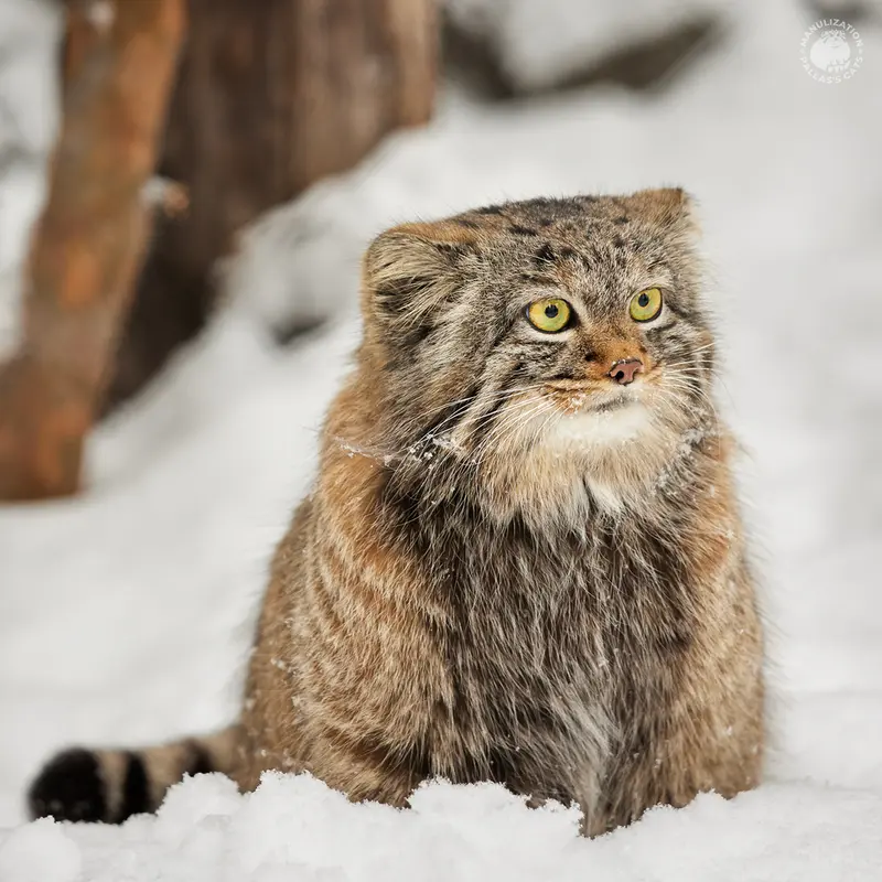 ノヴォシビルスク動物園のアデルの写真