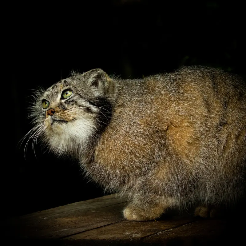 ビッグ・キャット・サンクチュアリのジェスロの写真