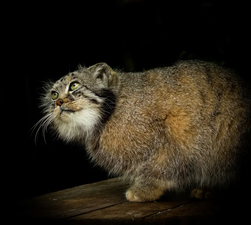 ビッグ・キャット・サンクチュアリのジェスロの写真