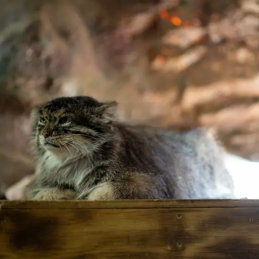 恩賜上野動物園のプリームラの写真