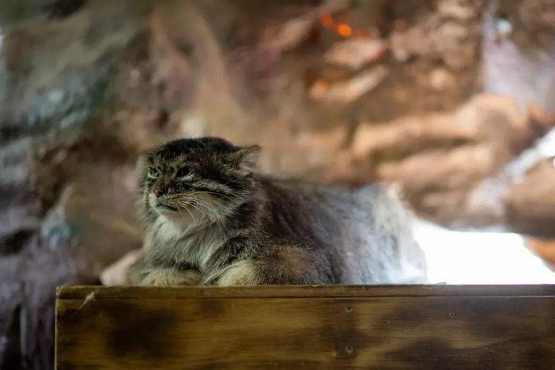 恩賜上野動物園のプリームラの写真