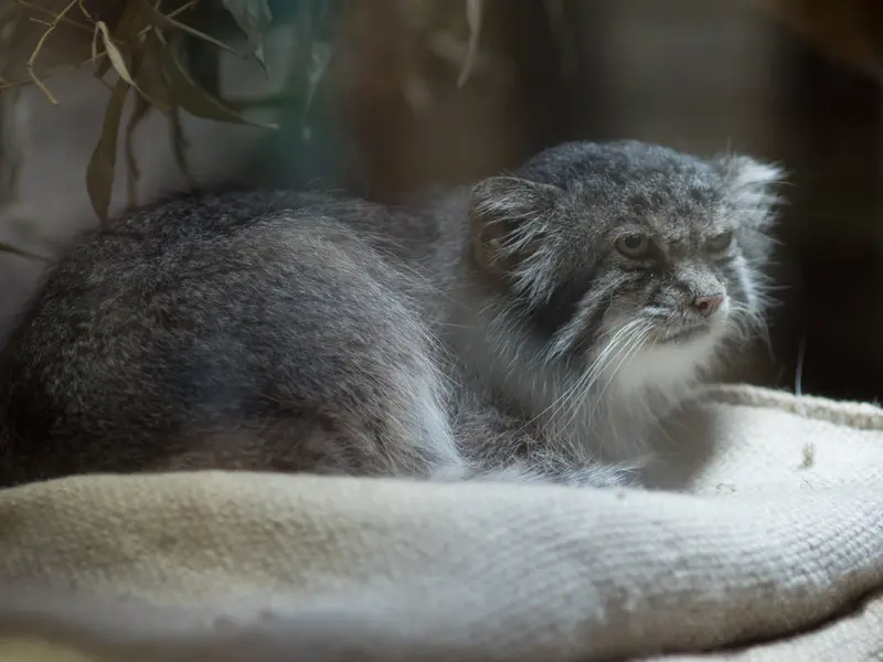 恩賜上野動物園のクリョンの写真