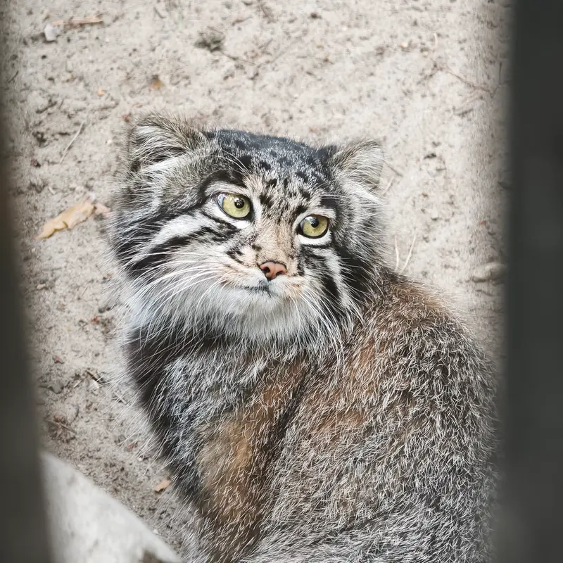 ノヴォシビルスク動物園のグレイの写真