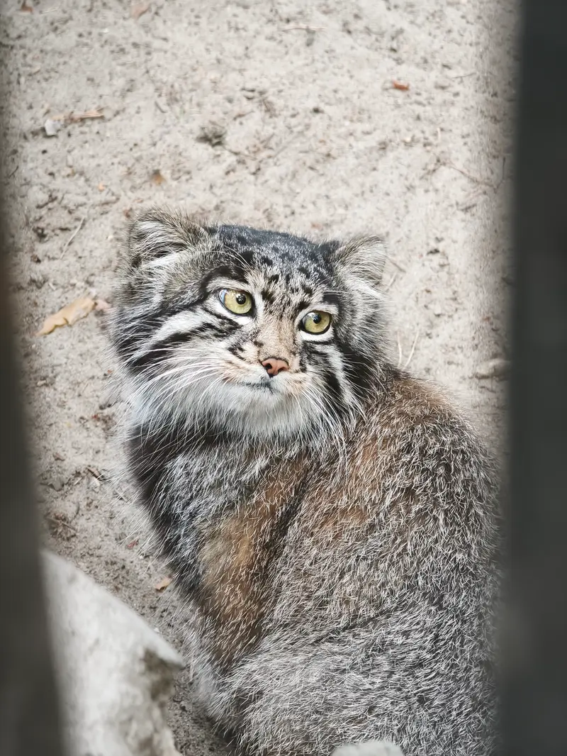 ノヴォシビルスク動物園のグレイの写真