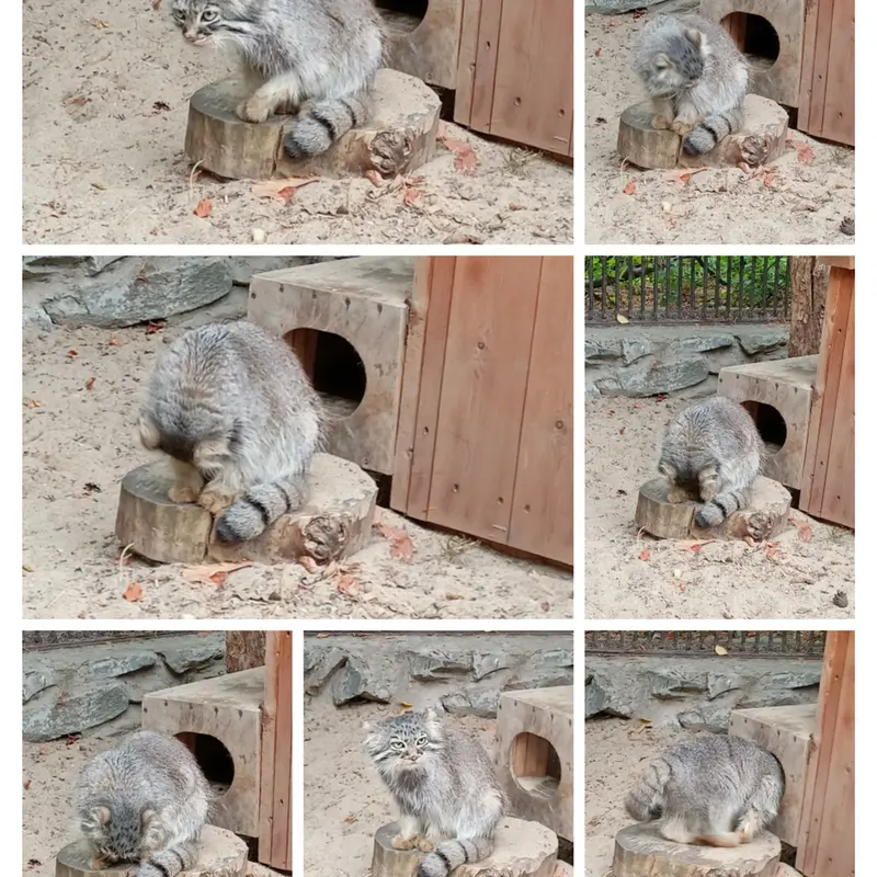 ノヴォシビルスク動物園のガビの写真