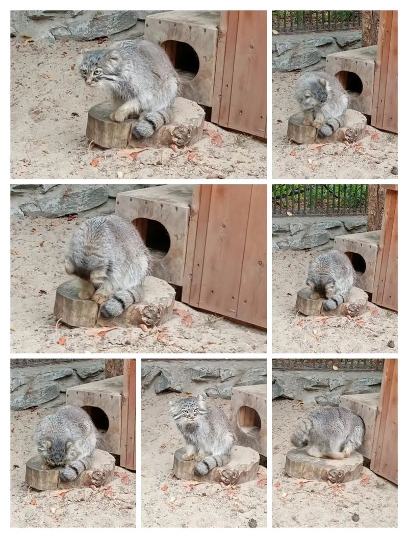 ノヴォシビルスク動物園のガビの写真