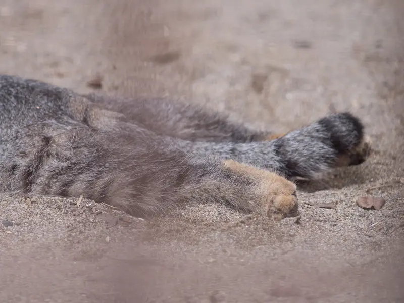 野毛山動物園のフィーガの写真