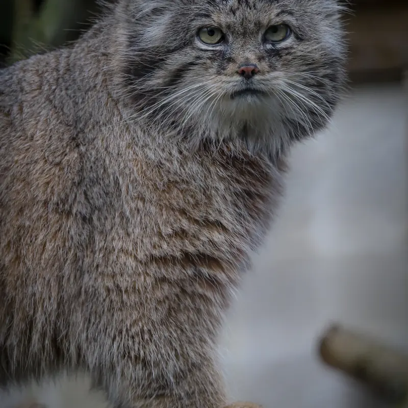 リール動物園のヴォラースの写真