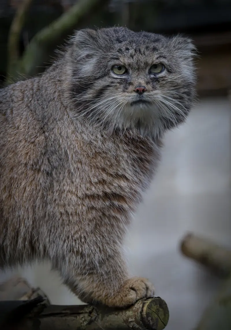 リール動物園のヴォラースの写真