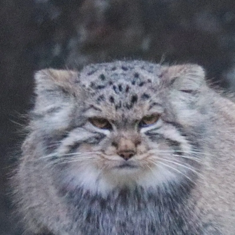 エディンバラ動物園のマヌルネコのダッチェス