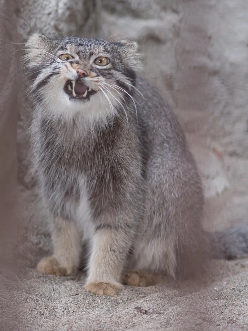 野毛山動物園のフィーガの写真