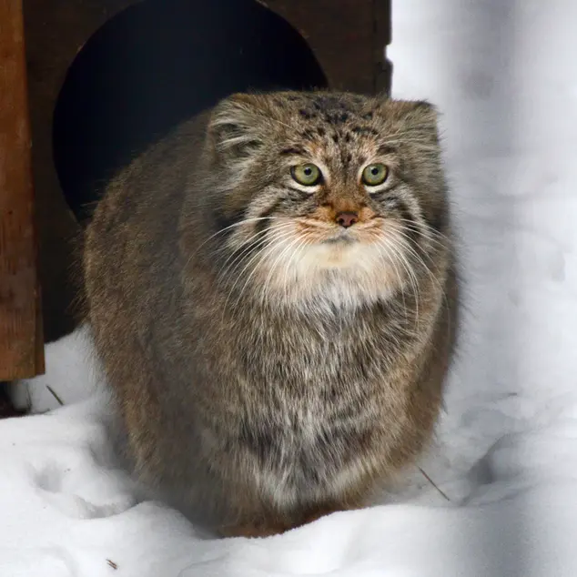 ノヴォシビルスク動物園のシェブの写真