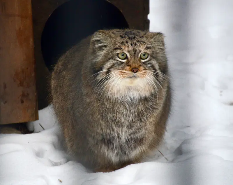 ノヴォシビルスク動物園のシェブの写真