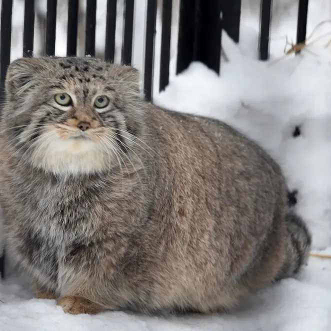 ノヴォシビルスク動物園のシェブの写真