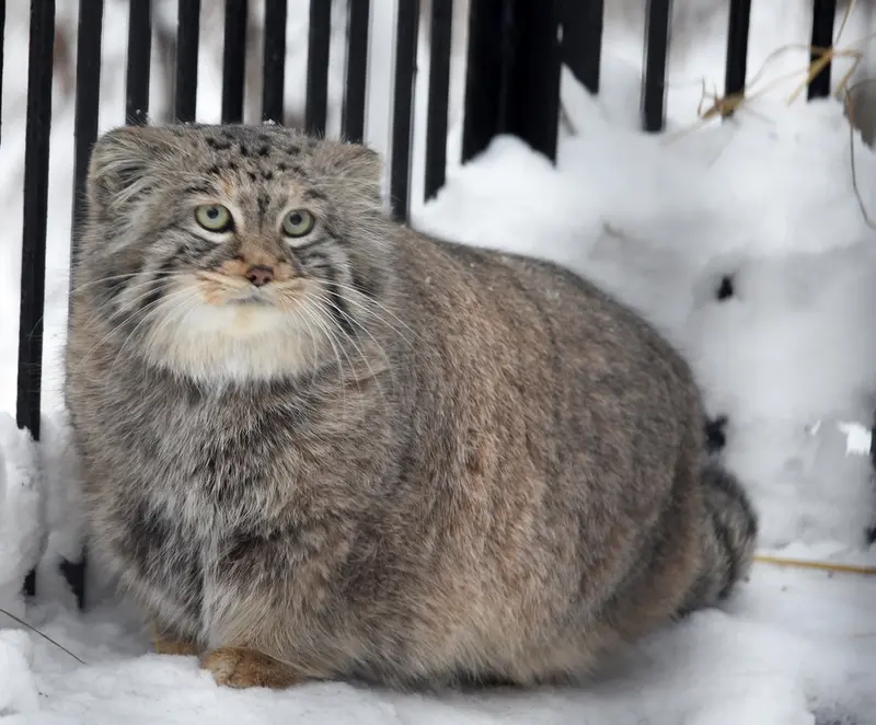 ノヴォシビルスク動物園のシェブの写真