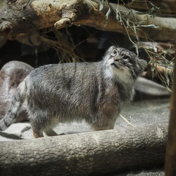 恩賜上野動物園のプリームラの写真