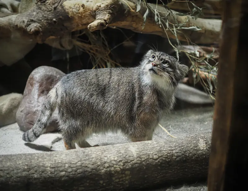恩賜上野動物園のプリームラの写真