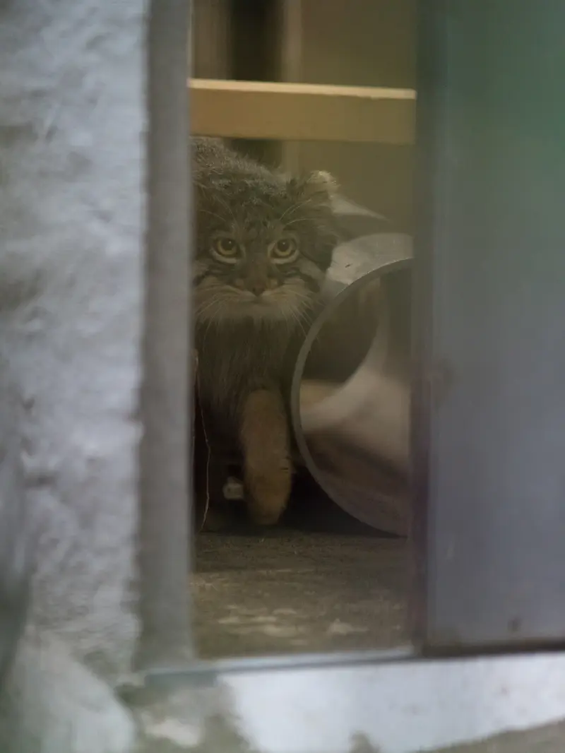野毛山動物園のフィーガの写真