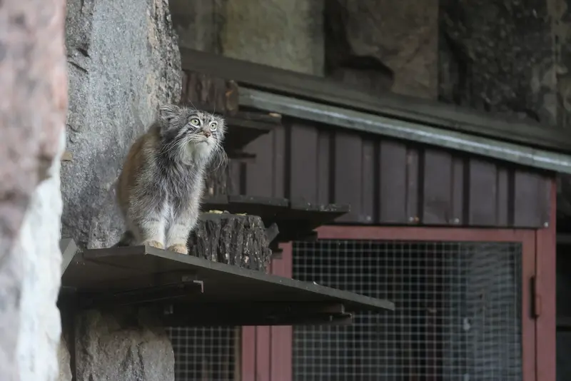 モスクワ動物園のティモフェイの写真